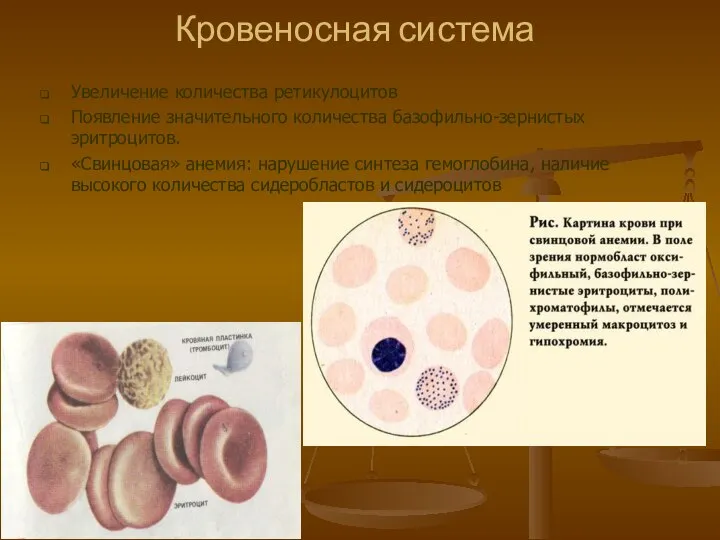 Кровеносная система Увеличение количества ретикулоцитов Появление значительного количества базофильно-зернистых эритроцитов. «Свинцовая»