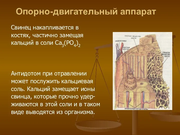 Опорно-двигательный аппарат Свинец накапливается в костях, частично замещая кальций в соли