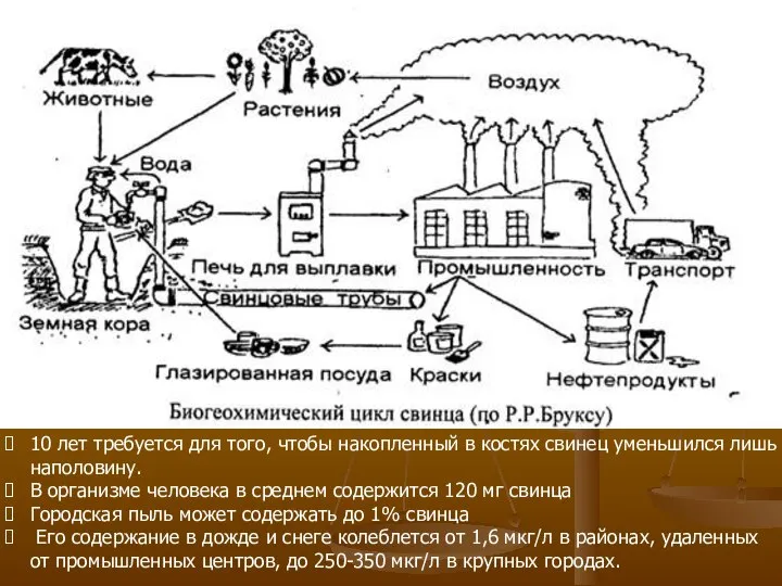 10 лет требуется для того, чтобы накопленный в костях свинец уменьшился