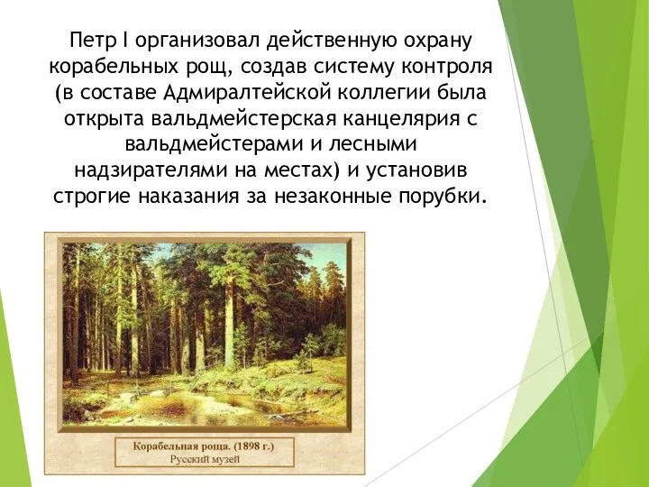 Петр I организовал действенную охрану корабельных рощ, создав систему контроля (в