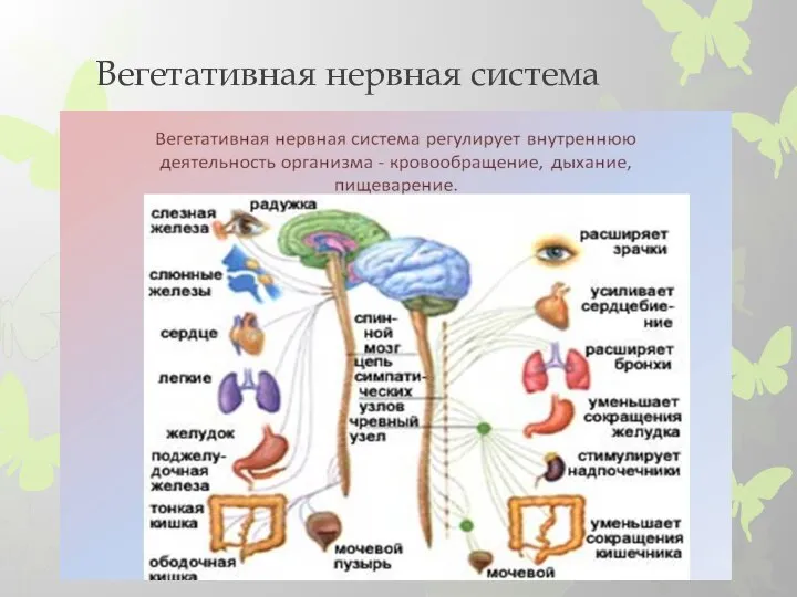 Вегетативная нервная система