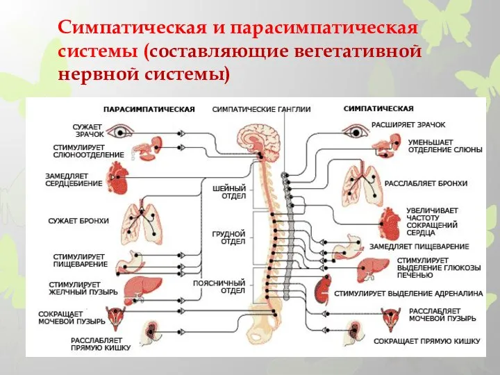 Симпатическая и парасимпатическая системы (составляющие вегетативной нервной системы)