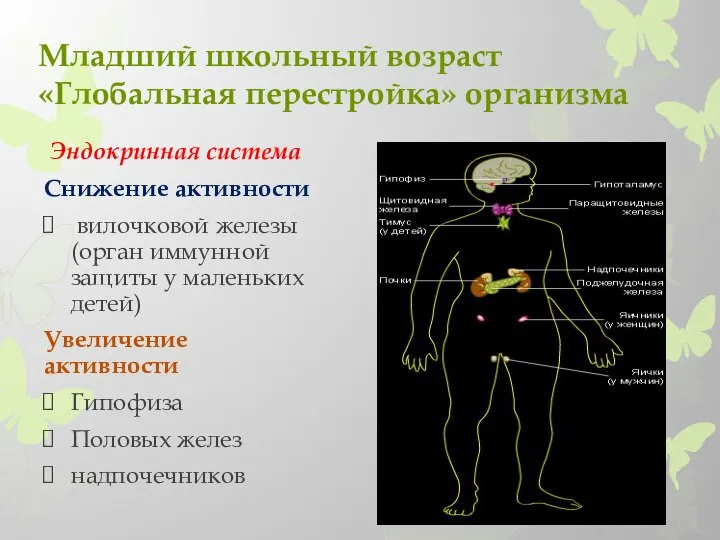 Младший школьный возраст «Глобальная перестройка» организма Эндокринная система Снижение активности вилочковой