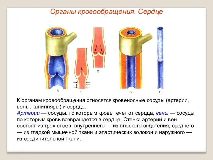 Органы кровообращения. Сердце К органам кровообращения относятся кровеносные сосуды (артерии, вены,