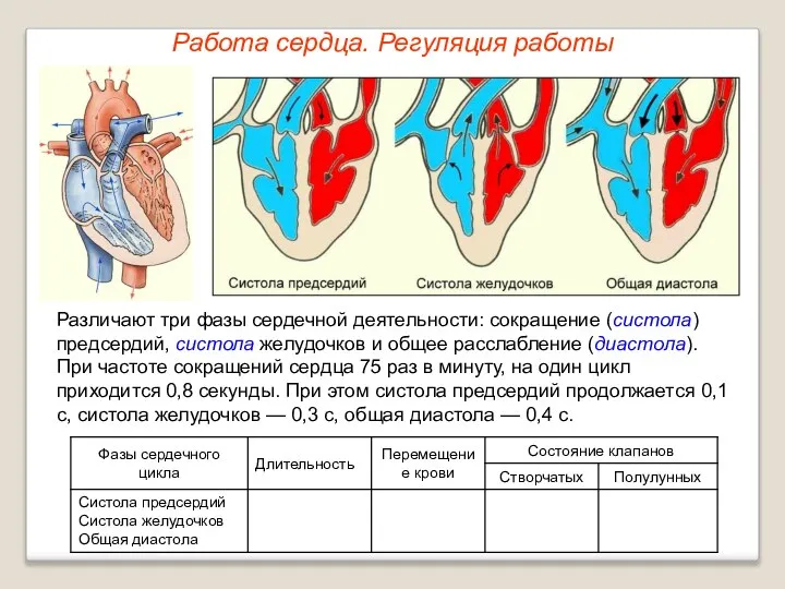 Работа сердца. Регуляция работы Различают три фазы сердечной деятельности: сокращение (систола)