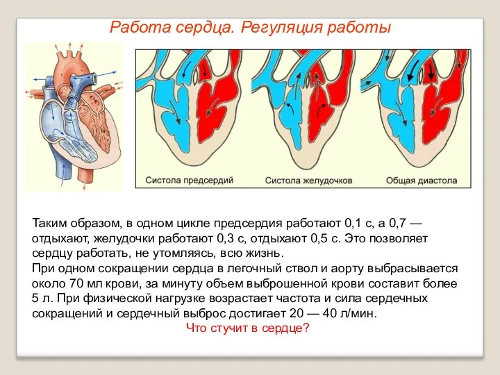 Работа сердца. Регуляция работы Таким образом, в одном цикле предсердия работают