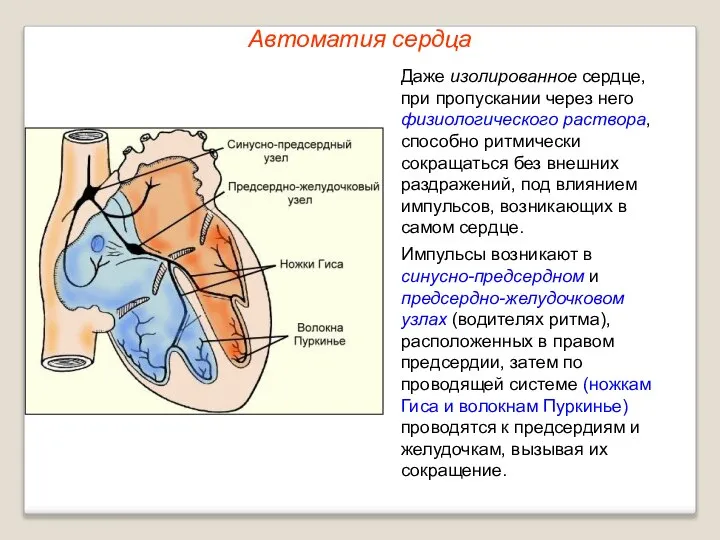 Автоматия сердца Даже изолированное сердце, при пропускании через него физиологического раствора,