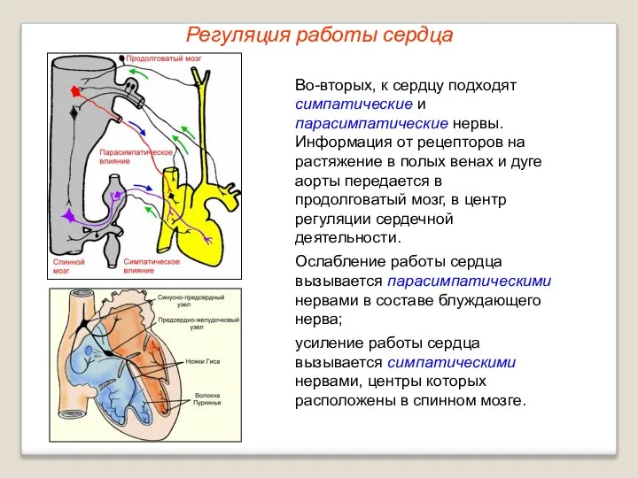 Регуляция работы сердца Во-вторых, к сердцу подходят симпатические и парасимпатические нервы.