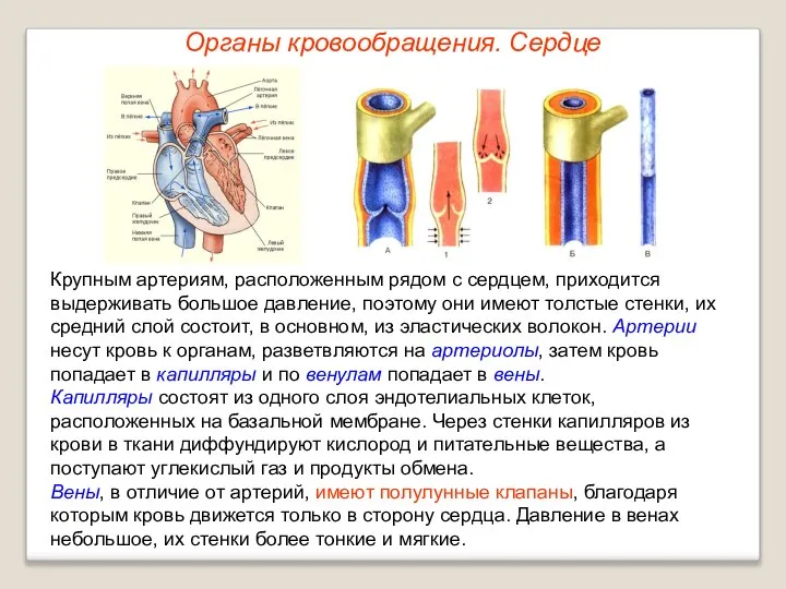 Органы кровообращения. Сердце Крупным артериям, расположенным рядом с сердцем, приходится выдерживать