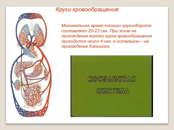 Круги кровообращения Минимальное время полного кругооборота составляет 20-23 сек. При этом