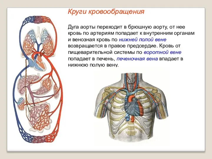 Круги кровообращения Дуга аорты переходит в брюшную аорту, от нее кровь