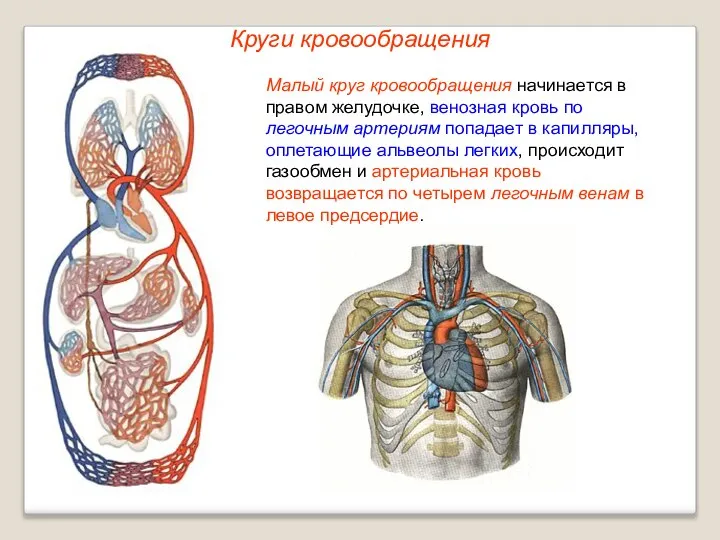 Круги кровообращения Малый круг кровообращения начинается в правом желудочке, венозная кровь