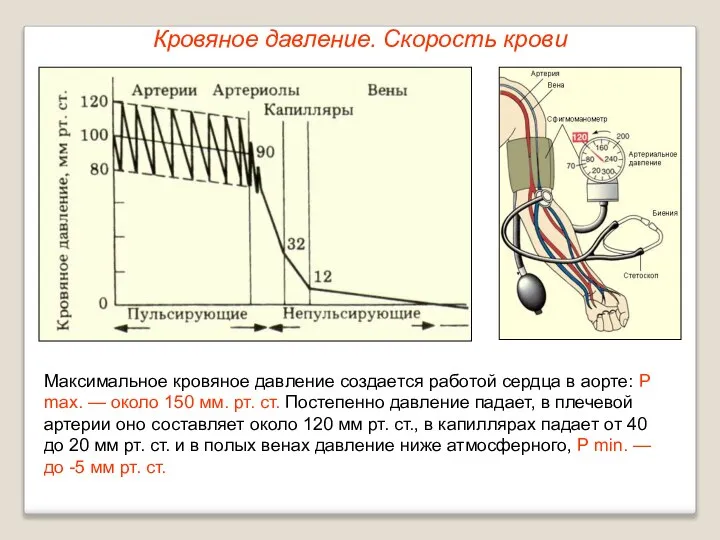 Кровяное давление. Скорость крови Максимальное кровяное давление создается работой сердца в