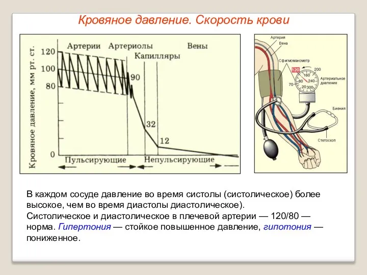 Кровяное давление. Скорость крови В каждом сосуде давление во время систолы