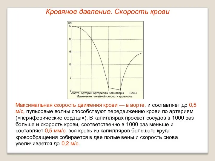 Кровяное давление. Скорость крови Максимальная скорость движения крови — в аорте,