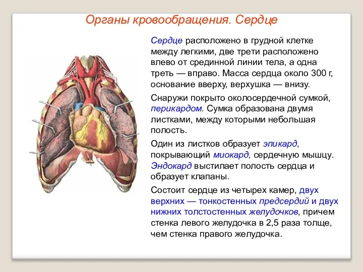 Органы кровообращения. Сердце Сердце расположено в грудной клетке между легкими, две