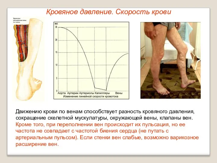 Кровяное давление. Скорость крови Движению крови по венам способствует разность кровяного