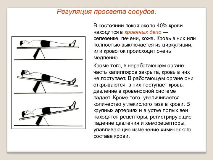 Регуляция просвета сосудов. В состоянии покоя около 40% крови находится в