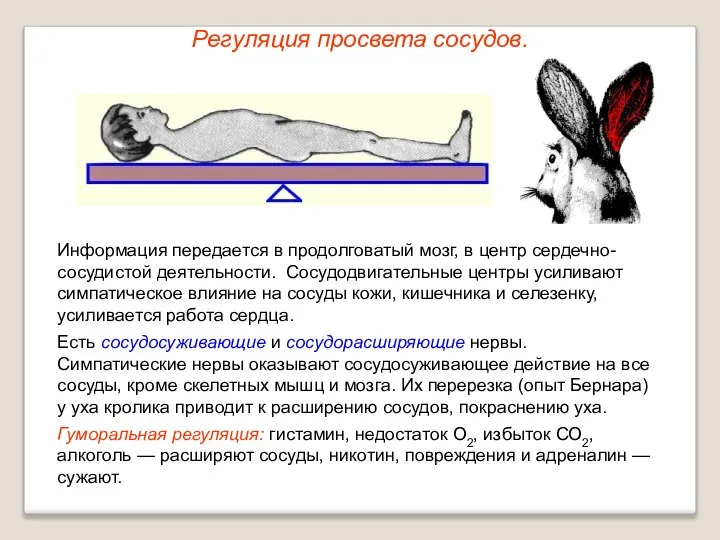 Регуляция просвета сосудов. Информация передается в продолговатый мозг, в центр сердечно-сосудистой