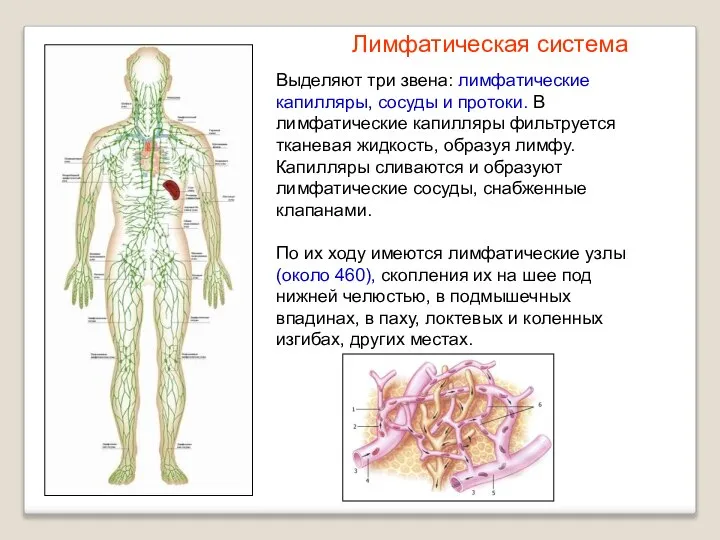 Выделяют три звена: лимфатические капилляры, сосуды и протоки. В лимфатические капилляры