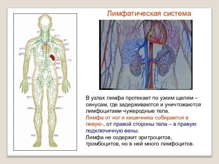 В узлах лимфа протекает по узким щелям – синусам, где задерживаются