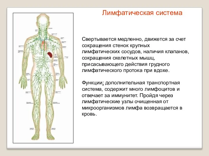 Свертывается медленно, движется за счет сокращения стенок крупных лимфатических сосудов, наличия