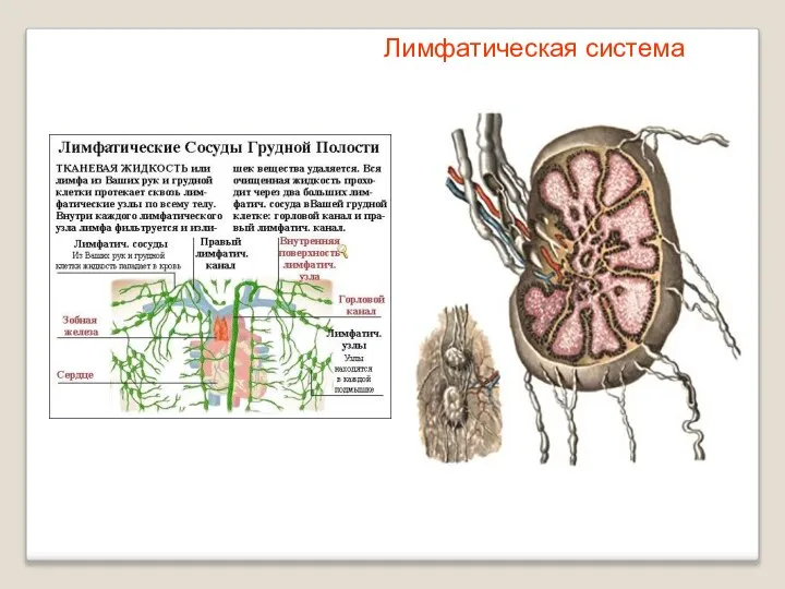 Лимфатическая система