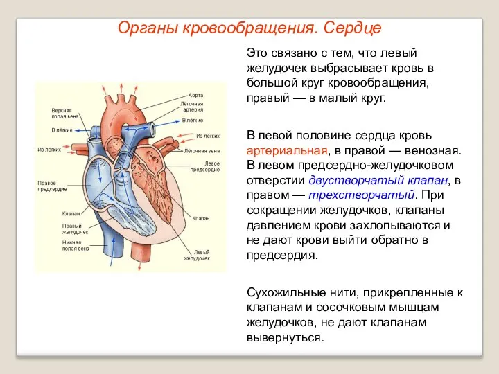 Органы кровообращения. Сердце Это связано с тем, что левый желудочек выбрасывает