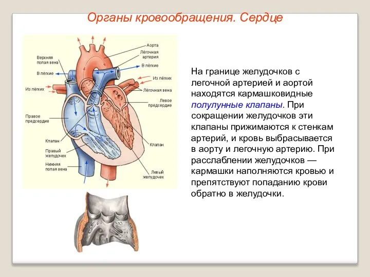 Органы кровообращения. Сердце На границе желудочков с легочной артерией и аортой
