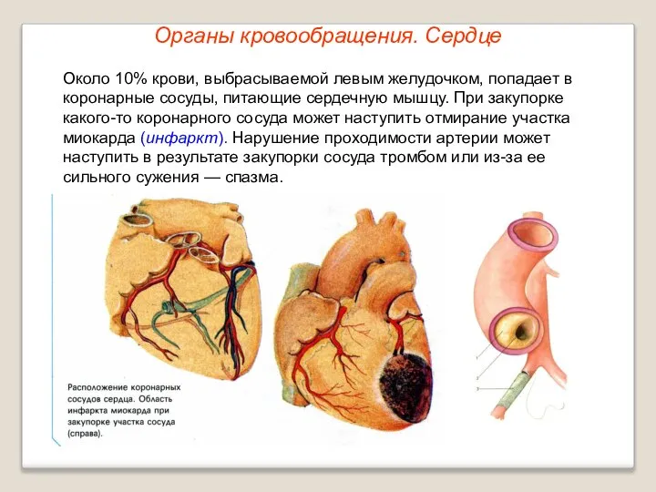 Органы кровообращения. Сердце Около 10% крови, выбрасываемой левым желудочком, попадает в