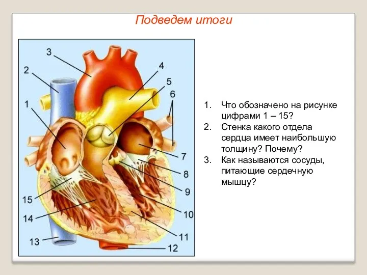 Подведем итоги Что обозначено на рисунке цифрами 1 – 15? Стенка