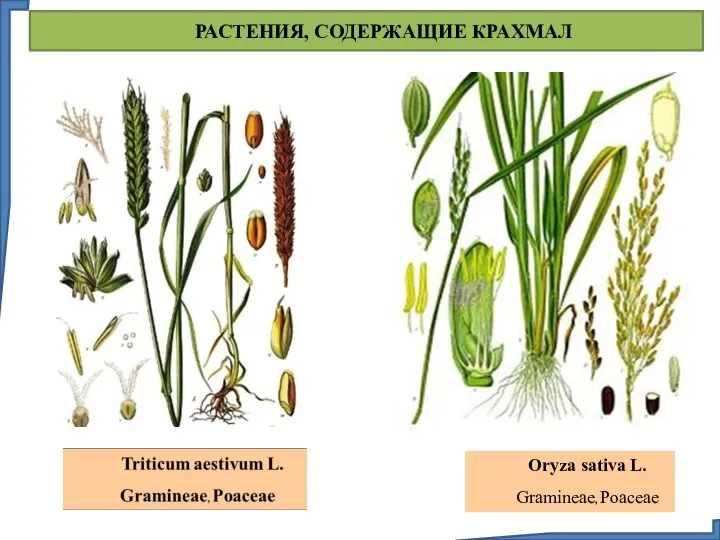 РАСТЕНИЯ, СОДЕРЖАЩИЕ КРАХМАЛ Oryza sativa L. Gramineae, Poaceae