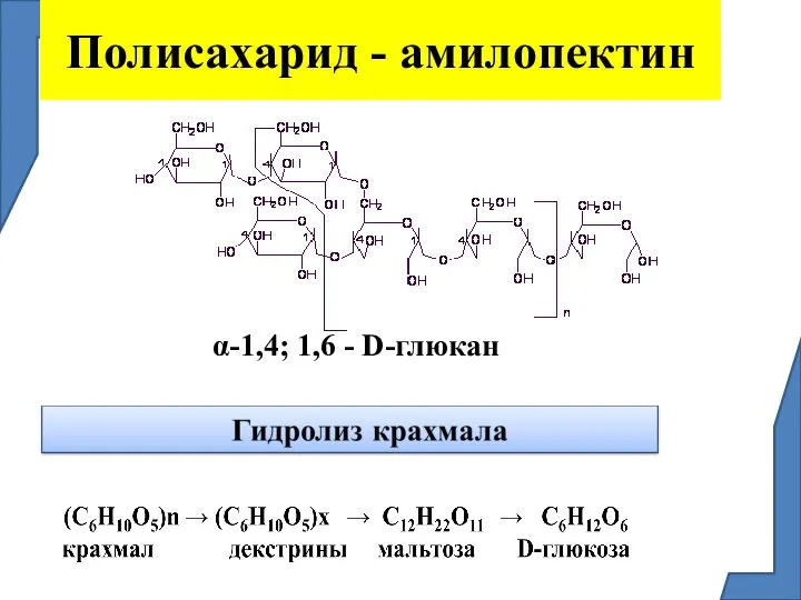 Полисахарид - амилопектин α-1,4; 1,6 - D-глюкан