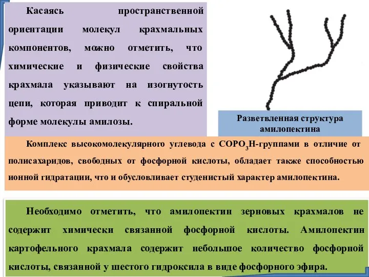 Необходимо отметить, что амилопектин зерновых крахмалов не содержит химически связанной фосфорной