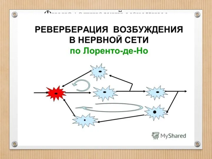 Физиологический механизм кратковременной памяти В основе КП лежит многократная циркуляция (реверберация)