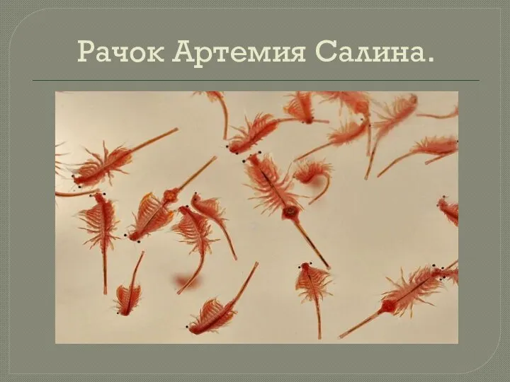 Рачок Артемия Салина.