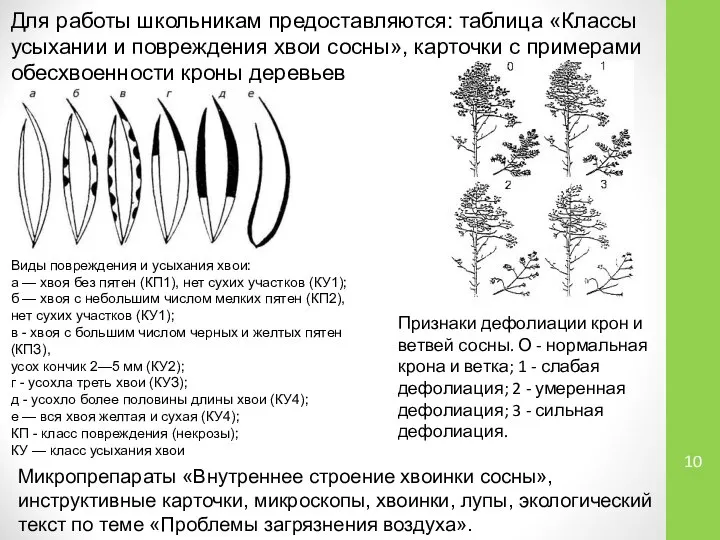 Для работы школьникам предоставляются: таблица «Классы усыхании и повреждения хвои сосны»,