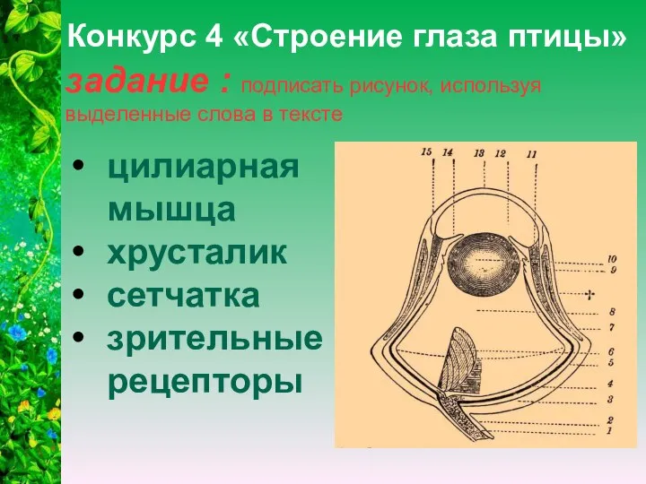 задание : подписать рисунок, используя выделенные слова в тексте Конкурс 4