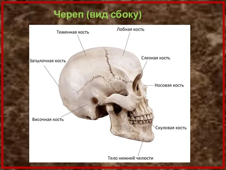 Череп (вид сбоку)