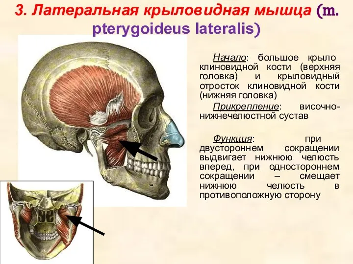 3. Латеральная крыловидная мышца (m. pterygoideus lateralis) Начало: большое крыло клиновидной