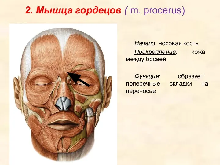 2. Мышца гордецов ( m. procerus) Начало: носовая кость Прикрепление: кожа