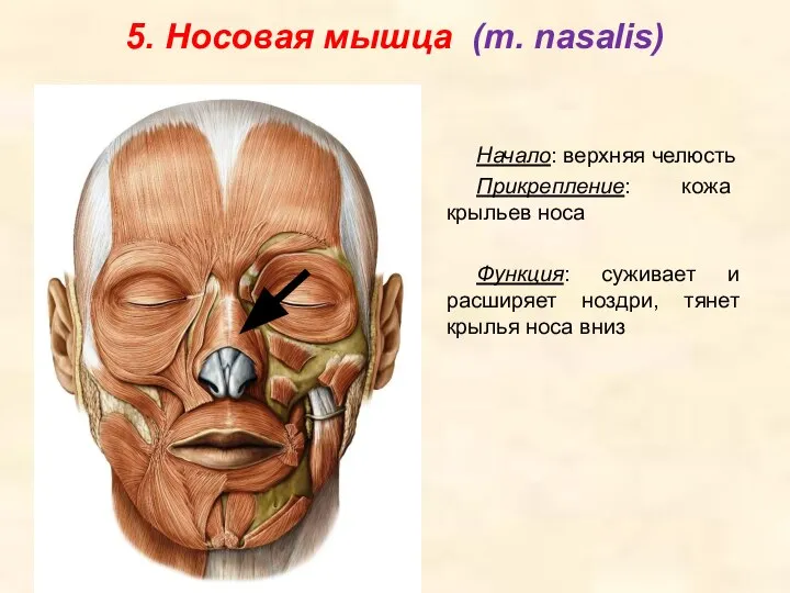 5. Носовая мышца (m. nasalis) Начало: верхняя челюсть Прикрепление: кожа крыльев