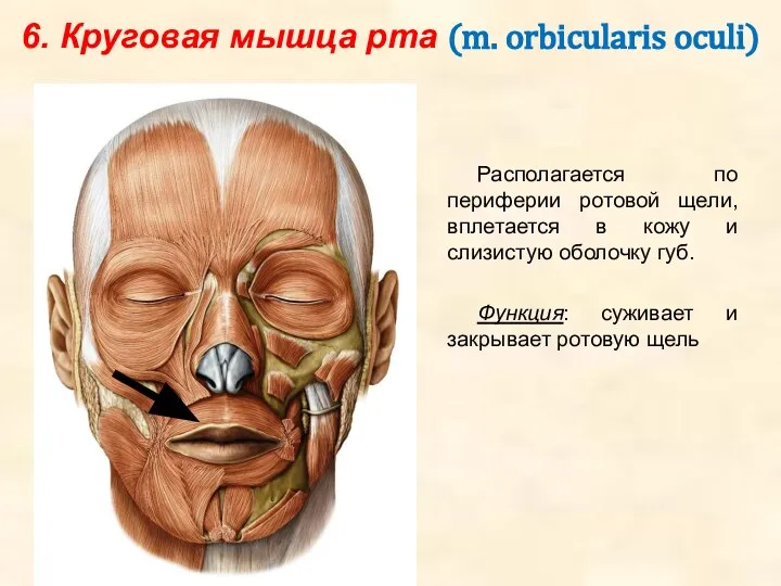 6. Круговая мышца рта (m. orbicularis oculi) Располагается по периферии ротовой