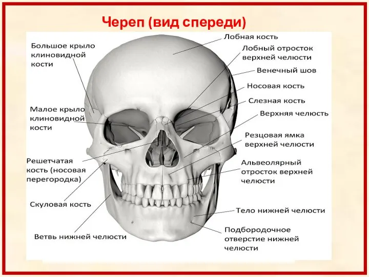 Череп (вид спереди)