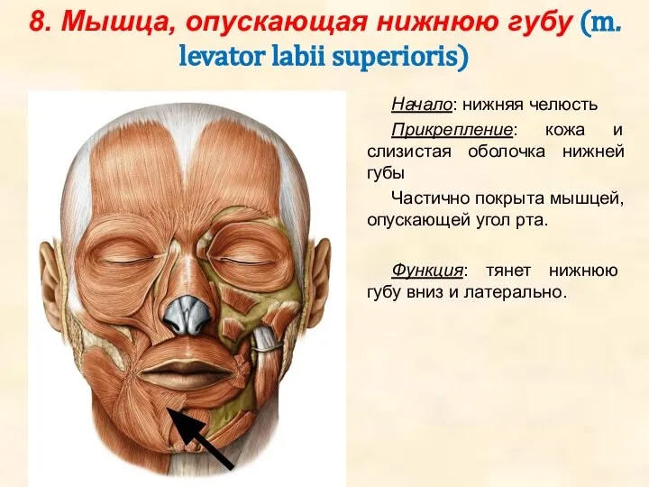 8. Мышца, опускающая нижнюю губу (m. levator labii superioris) Начало: нижняя