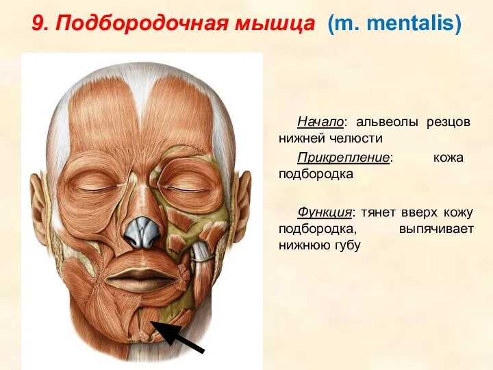 9. Подбородочная мышца (m. mentalis) Начало: альвеолы резцов нижней челюсти Прикрепление: