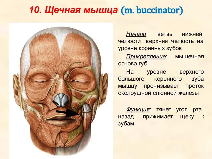 10. Щечная мышца (m. buccinator) Начало: ветвь нижней челюсти, верхняя челюсть