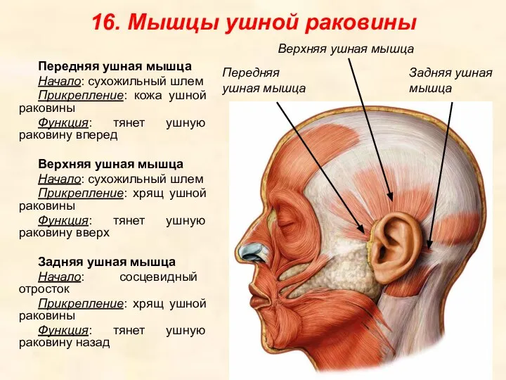 16. Мышцы ушной раковины Передняя ушная мышца Начало: сухожильный шлем Прикрепление: