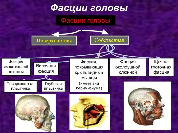 Фасции головы Поверхностная Собственная Фасции головы Височная фасция Фасция жевательной мышцы