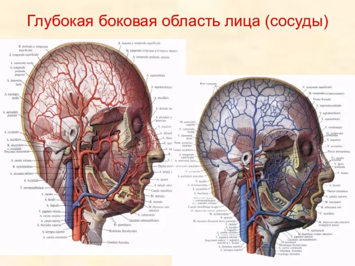 Глубокая боковая область лица (сосуды)